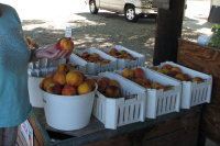 60b_fruitstal.JPG