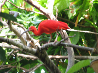 003-Vancouver Aquariumvogel Ibis.JPG
