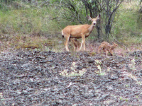 034-Dieren_Witstaart hert.jpg