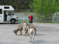 065-Dieren_Mouflons op de Glacier Highway.JPG