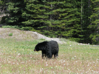 067-Dieren_Beer 2.JPG