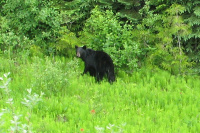086-Dieren_Beer 3.JPG