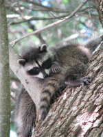 111-Dieren_Wasbeer Jongen 2.JPG